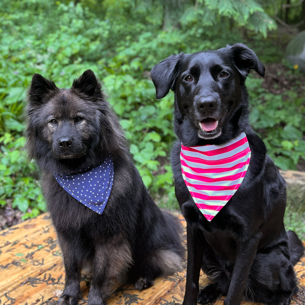 Stars and Stripes Patriotic Pup dog bandana