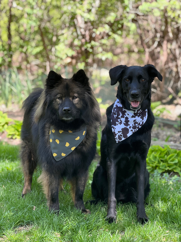 Cheese Cow Print dog bandana