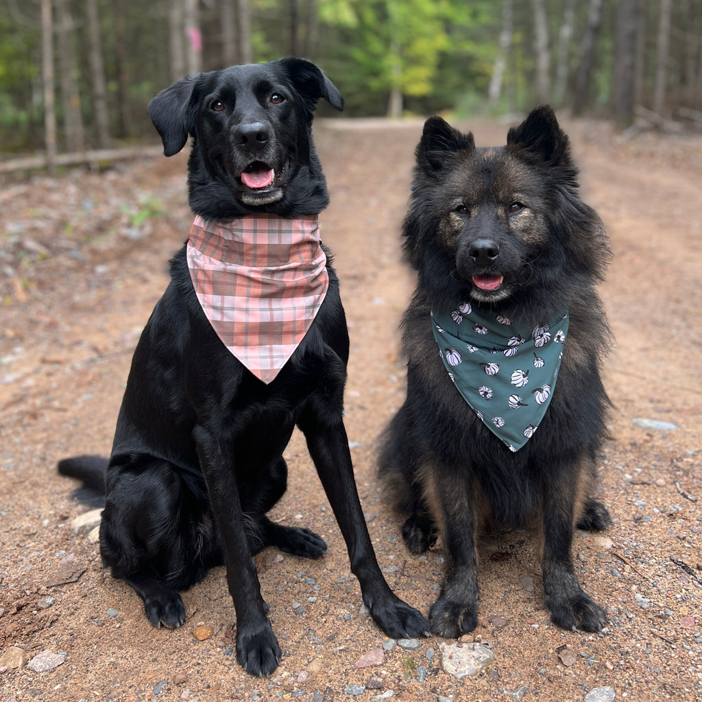 Pumpkins and Plaid dog bandana