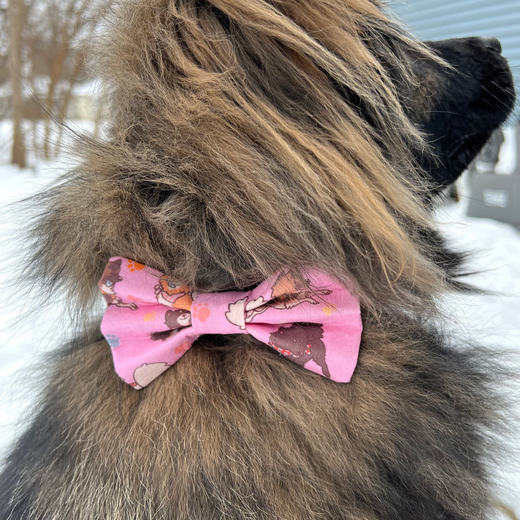 Eurasier in Pink dog bow tie
