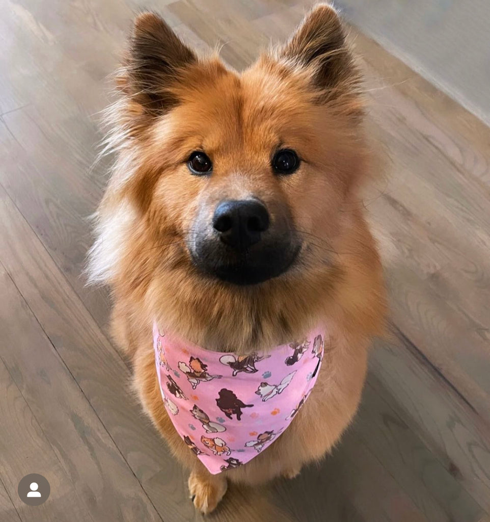 Eurasier in Pink dog bandana
